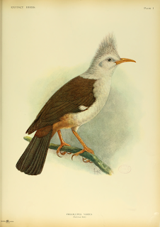 estornino de reunion Fregilupus varius aves extintas en Reunion