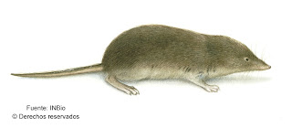 Darien small eared Shrew