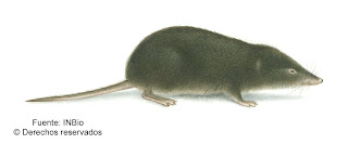 Ender´s small eared Shrew