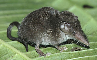 endangered shrews