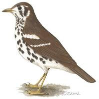 tordo manchado Geokichla guttata aves de africa en peligro de extincion