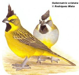 cardenal amarillo Gubernatrix cristata aves de Argentina en peligro de extincion