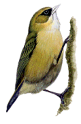 trepador hawaiano Oreomystis mana birds extinction in Hawaii