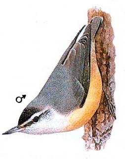 Algerian Nuthatch