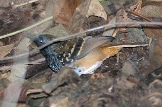 hormiguero festoneado Myrmoderus rufucauda aves extintas en Brasil