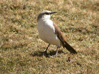 remolinera Cinclodes palliatus aves de Perú en extinción