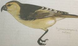 lanai pico de gancho Dysmorodrepanis munroi aves extintas en Hawaii