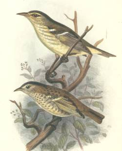 oahu Paroreromyza maculata islands birds extinction