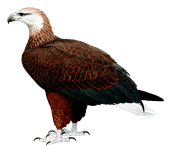 pigargo vocinglero de Madagascar Haliaeetus vociferoides aves en peligro de Madagascar
