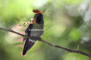 coqueta cresticorta Lophornis brachylophus