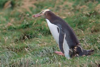 pinguino de ojos amarillos Megadyptes antipodes aves de Nueva Zelanda en peligro de extincion