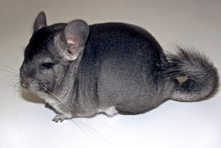 Long tailed Chinchilla