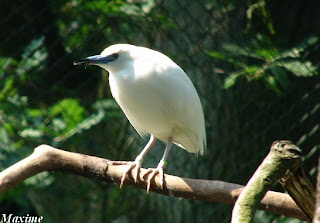 garcilla malgache Ardeola idae aves en peligro de Africa