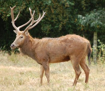 Laberinto en extinción: Ciervo del padre David (Elaphurus davidianus)