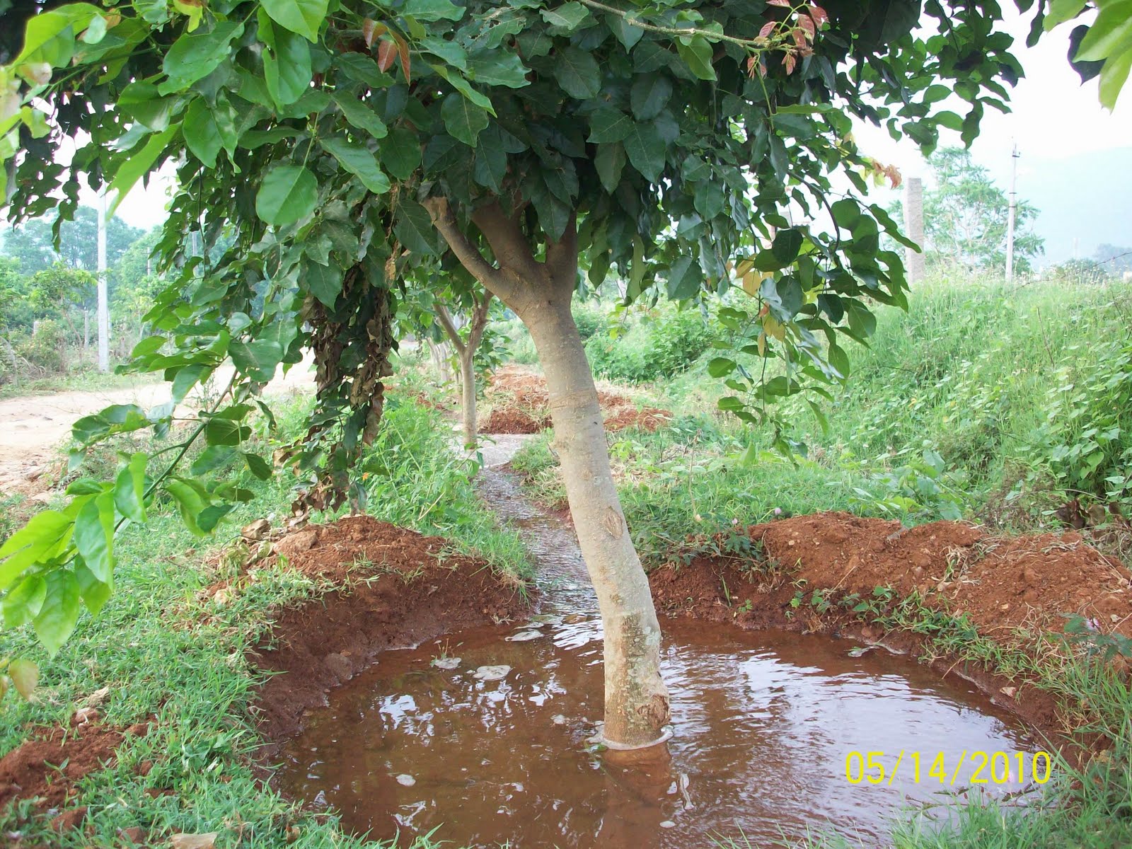 FORTMysore Watering trees