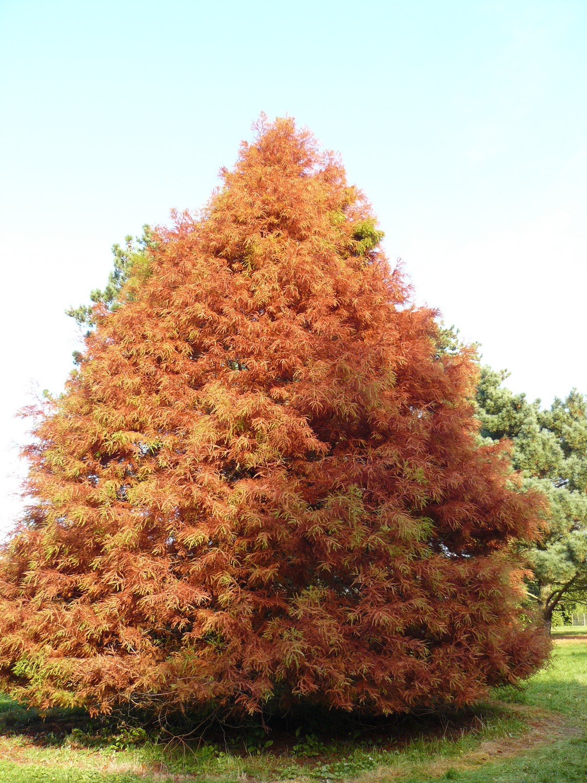 Peter Lovett's ramblings Deciduous conifers at Wakehurst Place