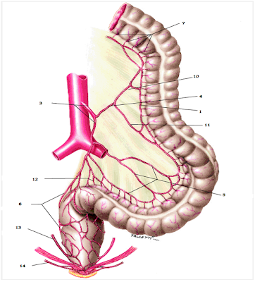 Esplacnologia Arteria Mesenterica Inferior
