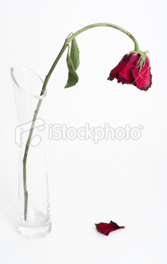 [dying-rose-fallen-petal.jpg]