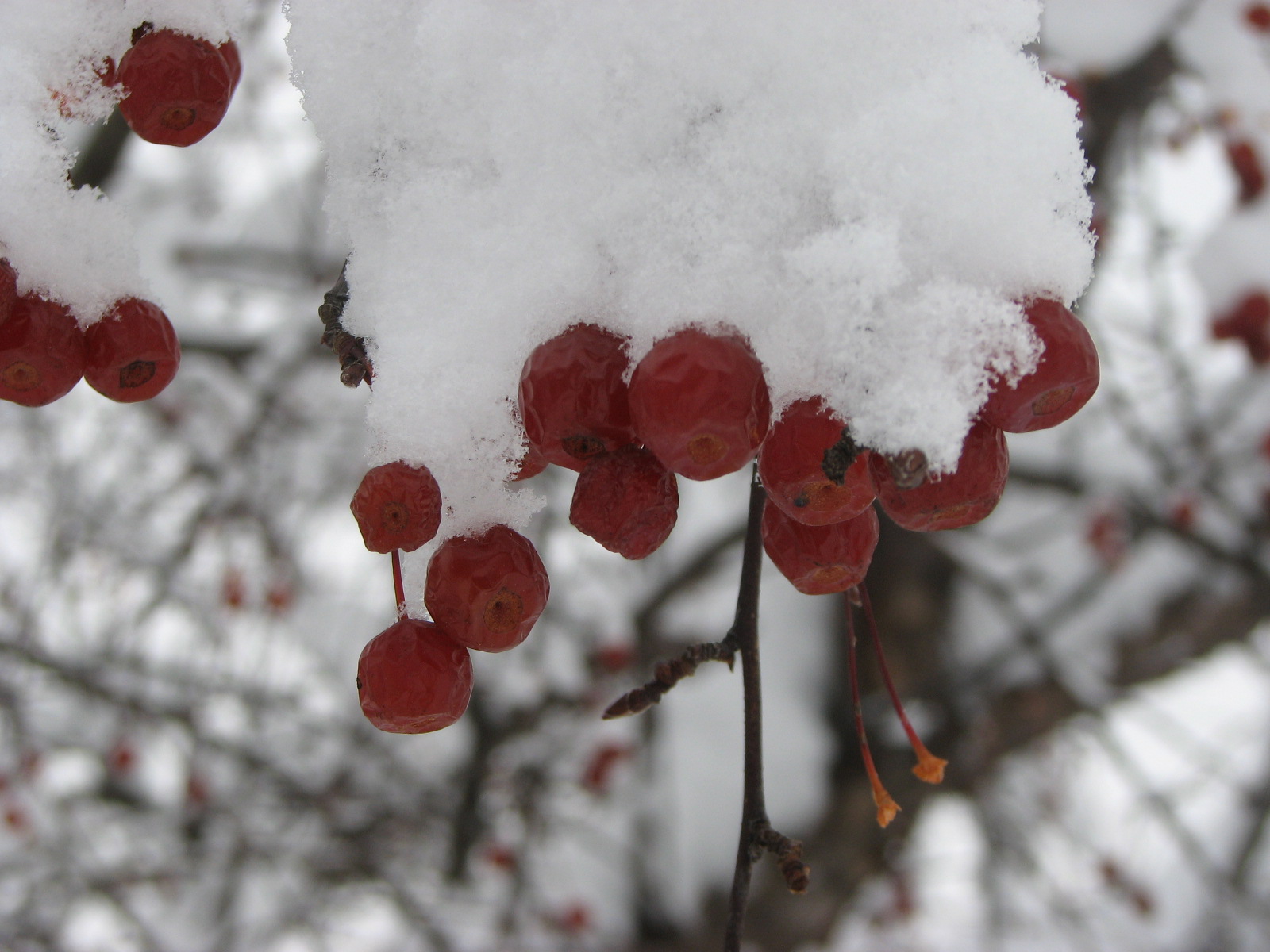 [winter+berries+2007-5.jpg]