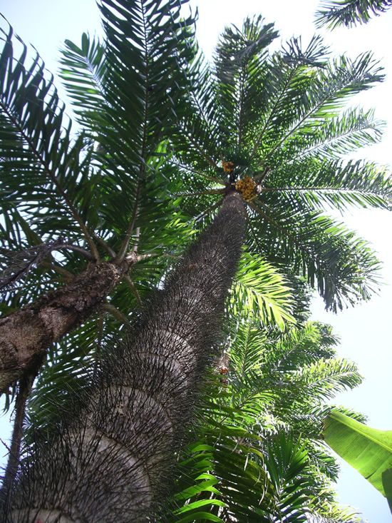 hardestTreeToClimb5.jpg