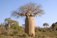 Rindu mu di ujung ranting pohon baobab