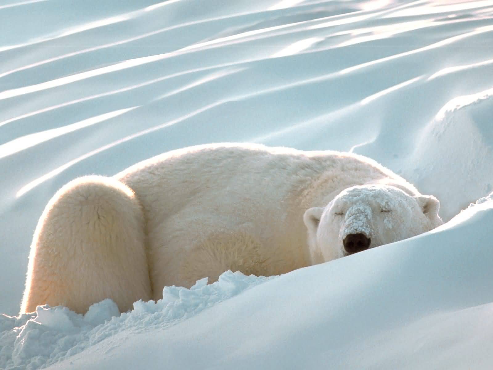 [Sleeping_Beauty_Polar_Bear-1600x1200.jpg]