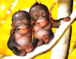 funny+monkey+pair.jpg