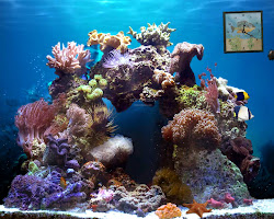 coral reef aquarium animated screensavers moving corals 3d backgrounds screensaver background desktop