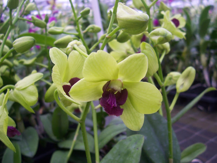 Dendrobium Burana Greenstar