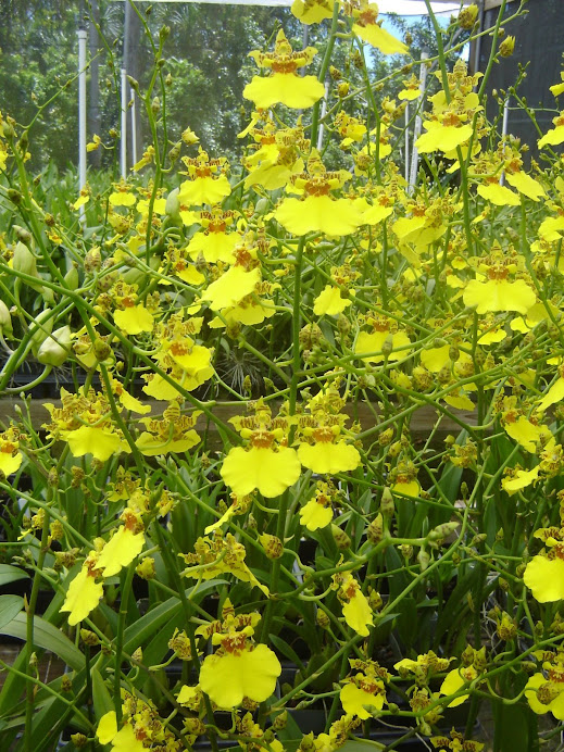 Oncidium Sweet Sugar