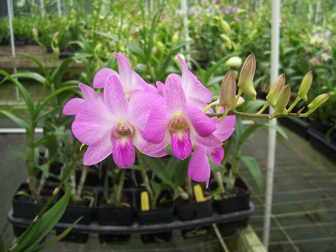 Pink biggibum dendrobium