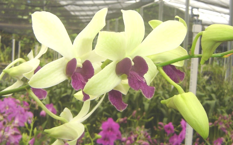 Dendrobium Woo Leng