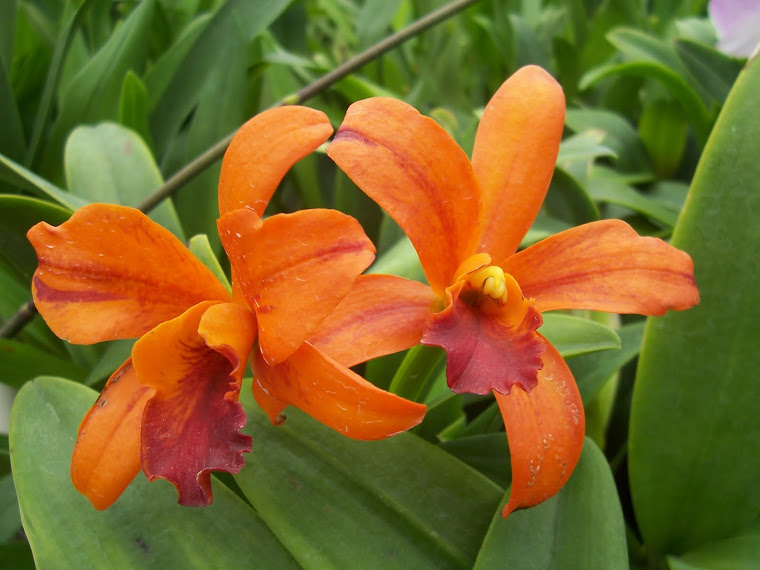 Lc. Netrasiri Starbright