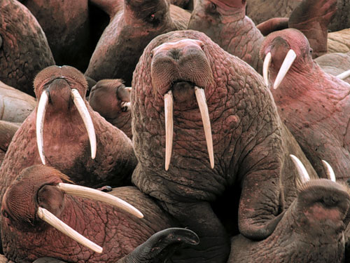 071008-walrus-04.jpg