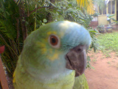 Chiquita, my parrot