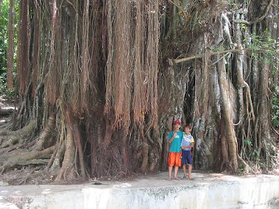 Balete Tree Siquijor Island