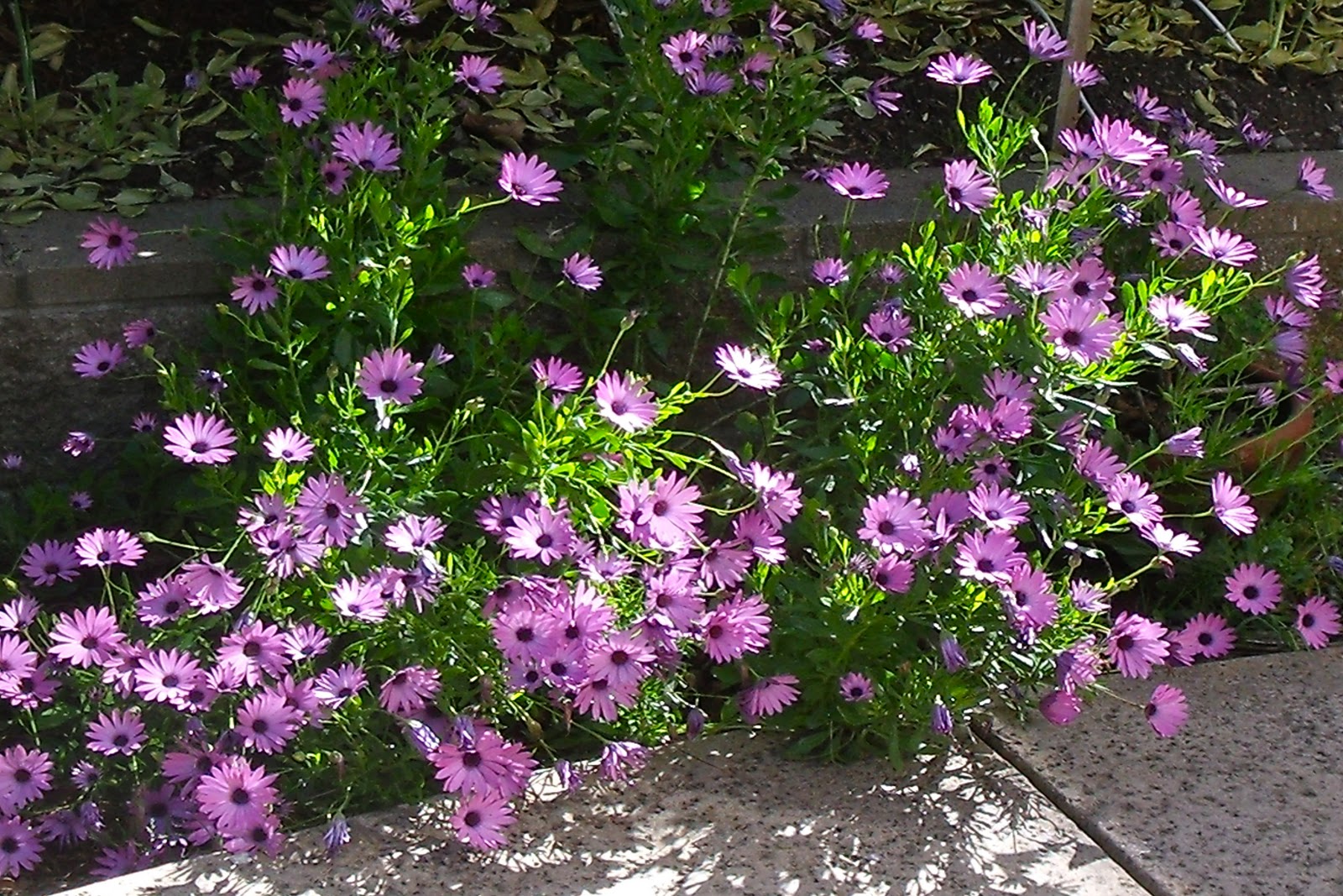 The Budget Gardener African Daisies a Fast Growing Ground cover