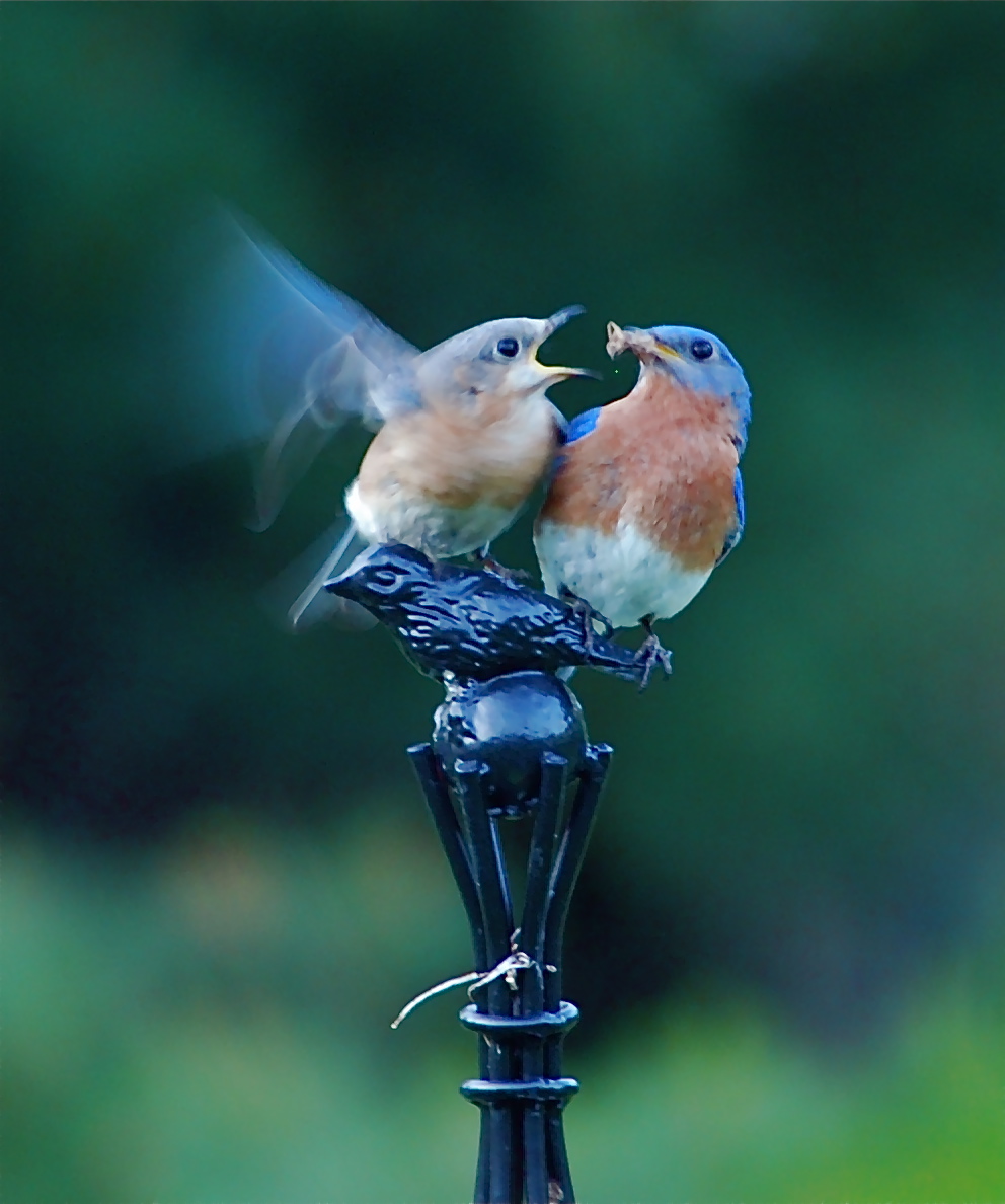 Transit Notes: NOTHING BUT BLUEBIRDS