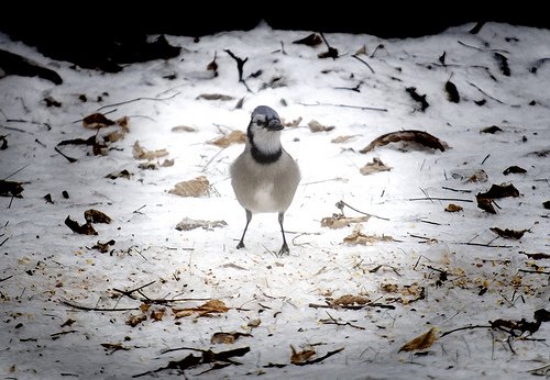 [3145916697_63f00045c5.jpg]