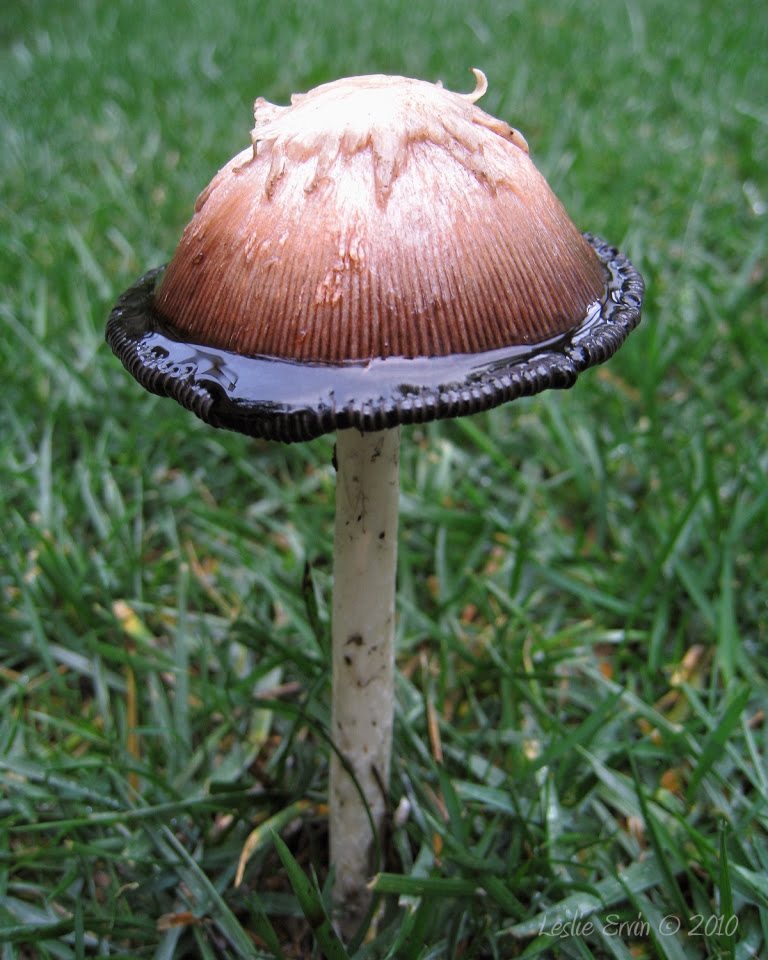 [mushroom2de.jpg]