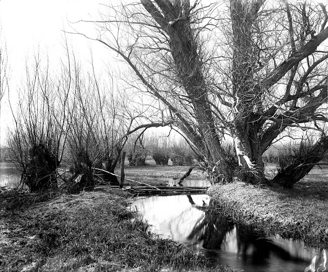 coppiced willows