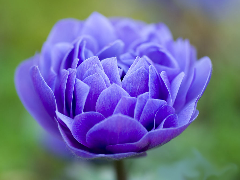 http://2.bp.blogspot.com/_cUuIMoP_aeE/TQN406oj6PI/AAAAAAAACyM/GSK8ATkN0Eo/s1600/blue-flower-wallpaper.jpg