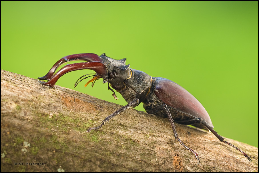 Известно что жук могильщик довольно крупное насекомое