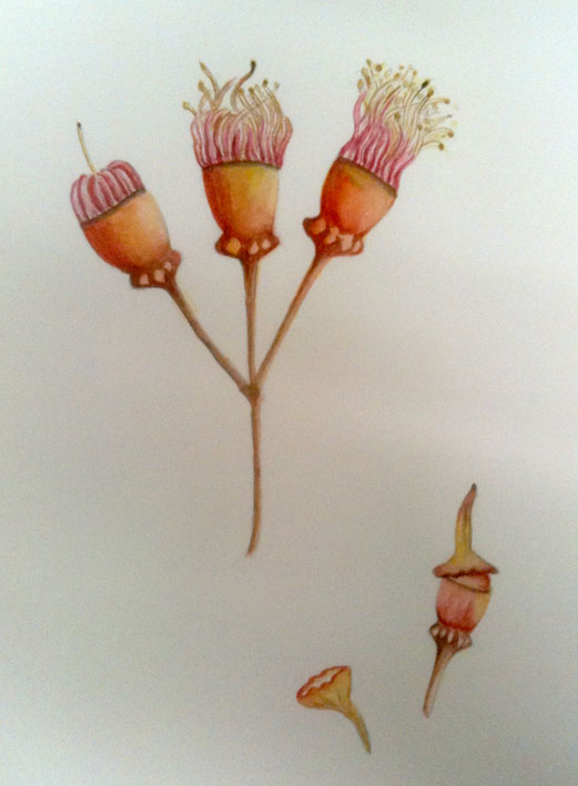 Botanic Art Classes Term 3 last week