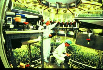 [growing+algae.jpg]