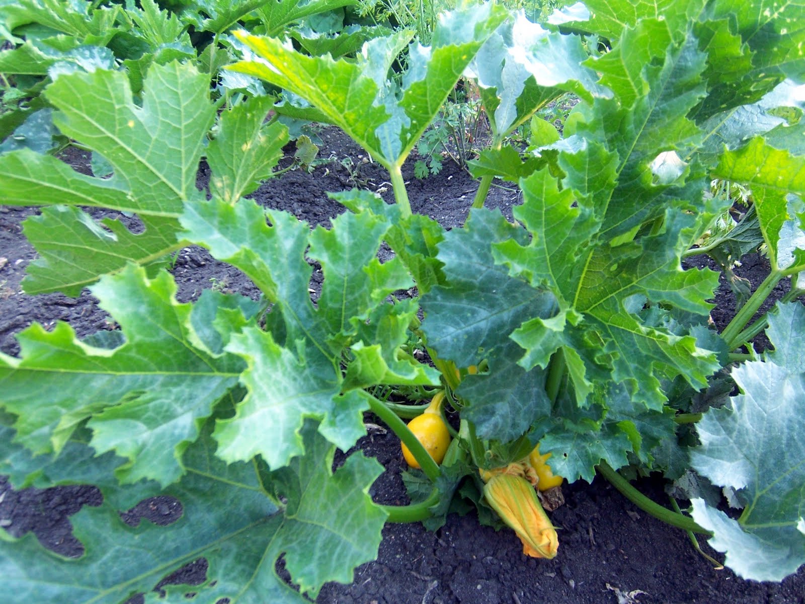 Backyard Garden Zucchini Alberta Favourite
