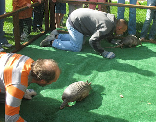 FORT WORTH TEXAS: Armadillo Races