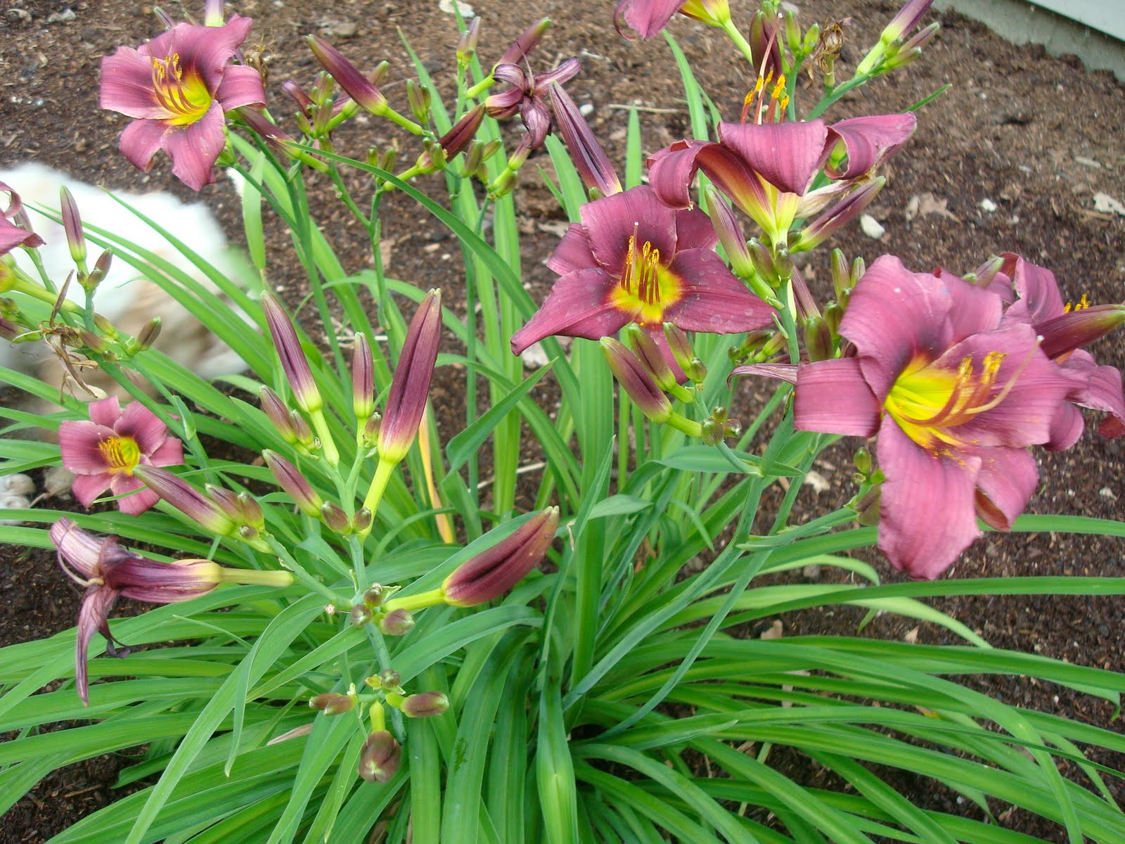 Katie�s Kitchen Garden Plant Swap PlantsTotals So Far