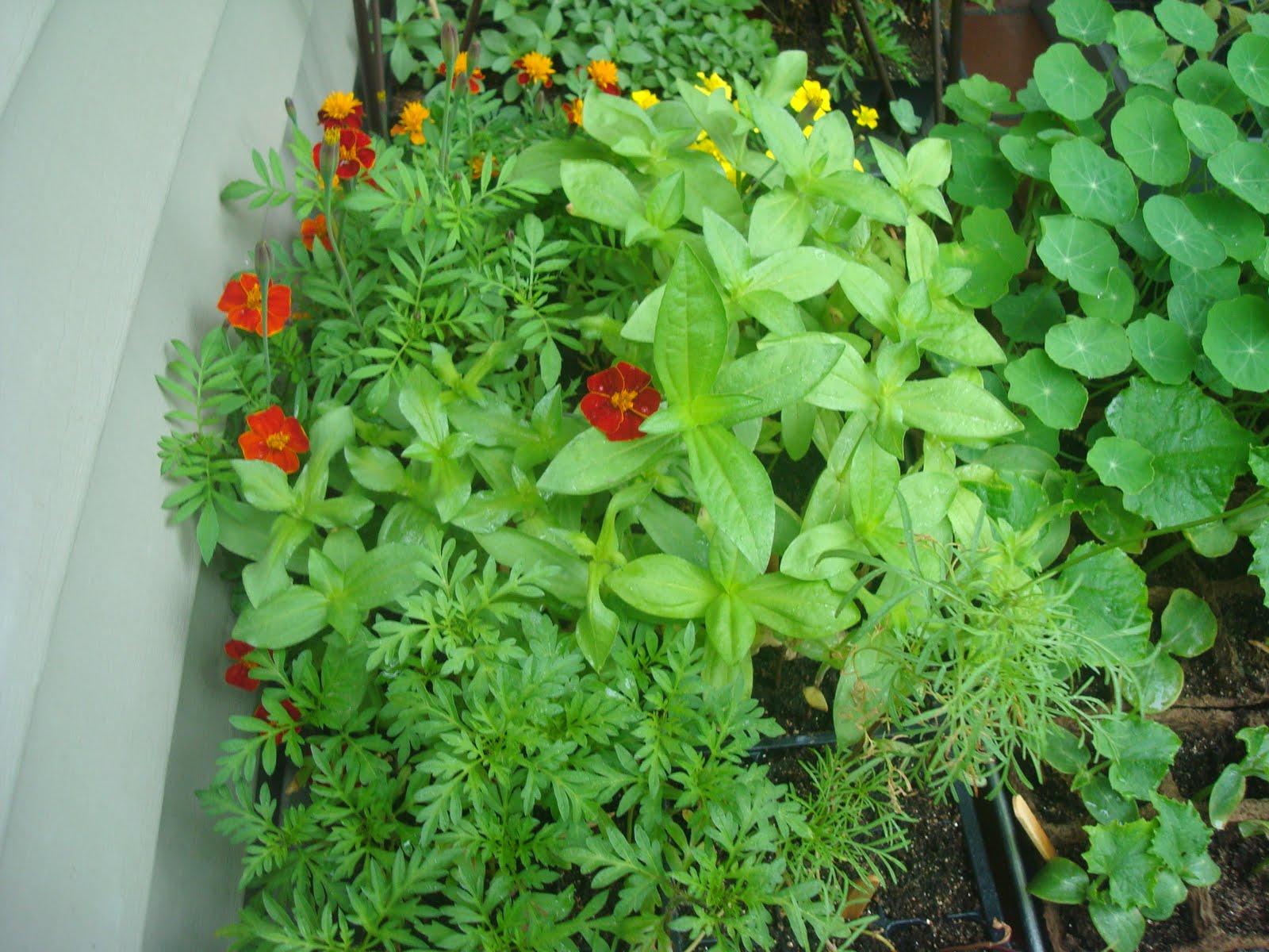 Katie's Kitchen Garden: Wet Weekend I-Perennial Gardens