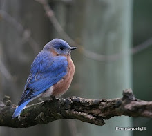 Bluebird of Happiness